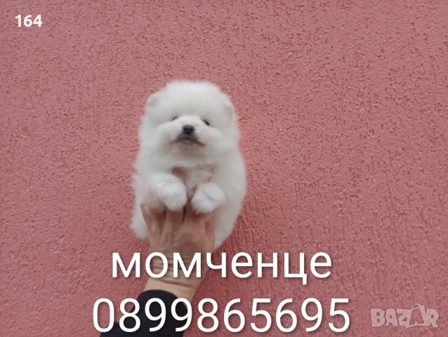 Померан. Мъжки и женски бели Померани. Реални снимки !, снимка 6 - Померан - 53010188