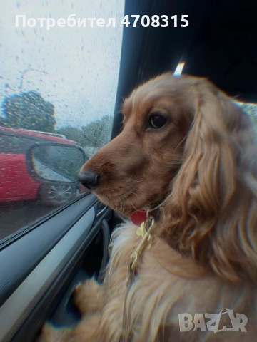 Кокер шпаньол момче родословен баща, снимка 10 - Кокер шпаньол - 54005705