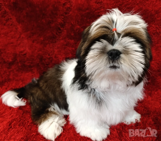 Кученца Ши Тцу /SHIH TZU FCI pedigree 