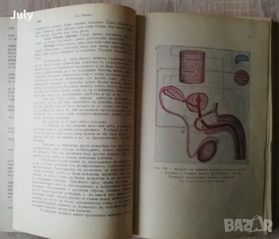 Ръководство по половия въпрос, А. Вандер, 1946, снимка 2 - Специализирана литература - 49758988