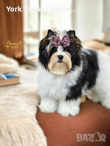 Йоркширски Териер! Страхотна момиче с родословие за деца и възрастни! Доставка 