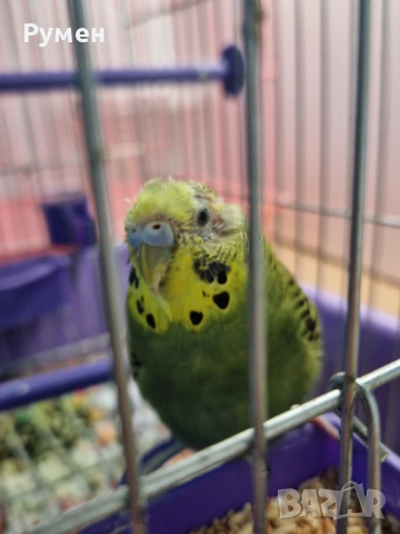 Вълнист папгал, снимка 4 - Папагали - 54191159
