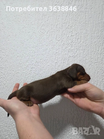Мини дакел, снимка 2 - Дакели - 54081783