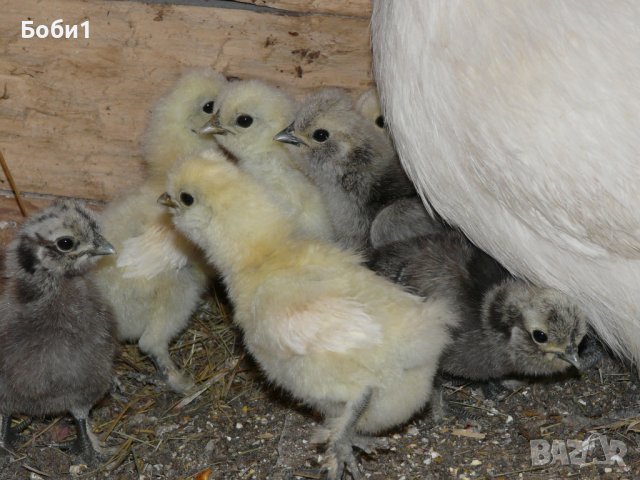 Яйца от копринки, снимка 2 - Кокошки и пуйки - 28681077