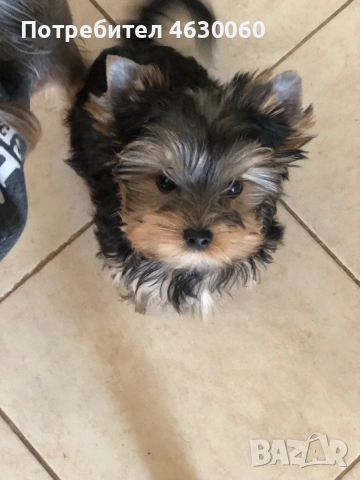 Момиченца, снимка 1