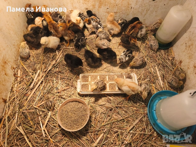 Пиленца и пъдпъдъци на една седмица , снимка 6 - Кокошки и пуйки - 54167621