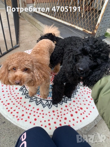 Изключително малък, чистокръвен и красив Той Пудел за разплод, снимка 5 - Пудели - 53056503