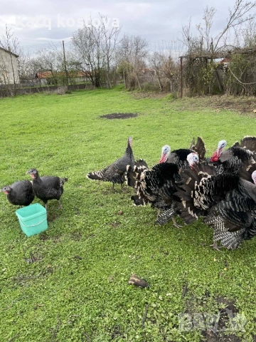 Продавам Фитки , снимка 2 - Кокошки и пуйки - 52886807