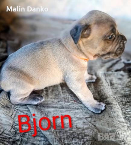 БЕБЕТА КАНЕ КОРСО, снимка 3 - Кане корсо - 50722466