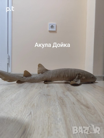 Препарирани акули, снимка 4 - Антикварни и старинни предмети - 53886164