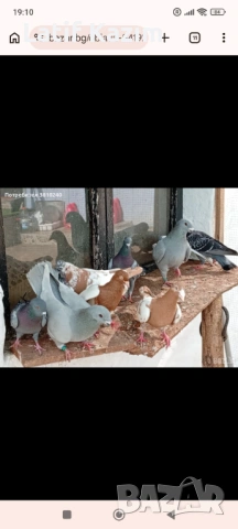 Гълъби * Блондинети * шов поста, снимка 5 - Гълъби - 54219905