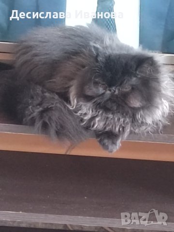 персийска котка , снимка 1