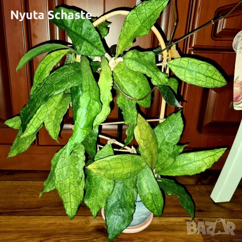 Hoya sp. DMC 5655 IML 1398 