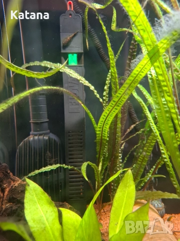 Аквариум СПЕШНО!!!, снимка 4 - Аквариуми - 52570900