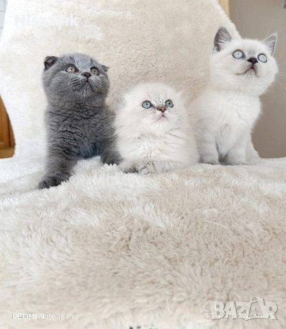 последни 3котенца не са красиви те са уникални в Хасково побързайте🥰