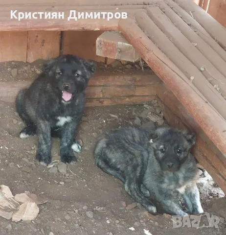 Свободни кангали Чапар.