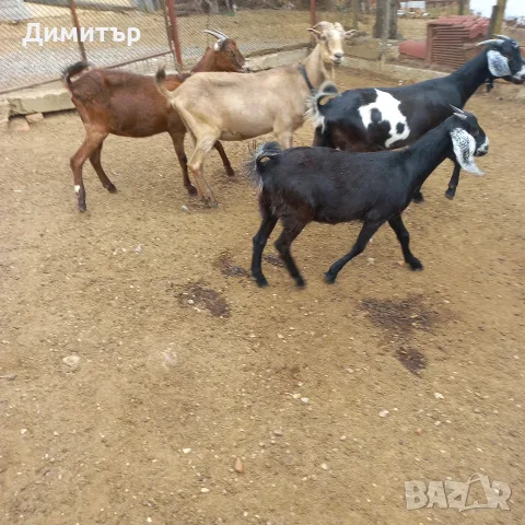 продавам 4 ярета, снимка 2 - Кози - 56222611