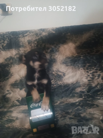 Свободни момчета чихуахуа , снимка 9 - Чихуахуа - 52656105