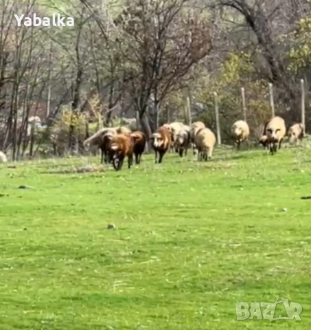 Продавам стадо овце порода цигай, снимка 6 - Овце - 52577368