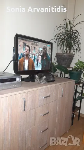 Коте на два месеца , снимка 4 - Други - 56251027