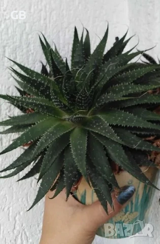 Алое Аристата / Aloe Aristata, снимка 6 - Стайни растения - 50549492