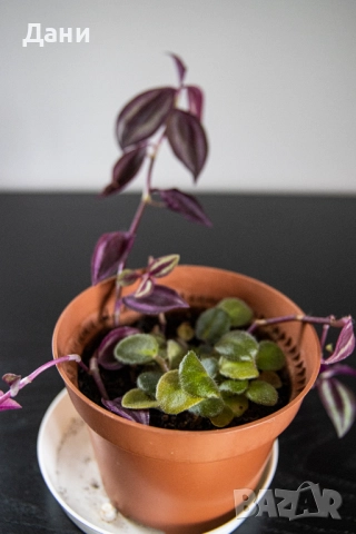 🌸 Африканска теменужка с розов цвят + Традесканция Зебрина – 2 растения в 1 саксия 🌿