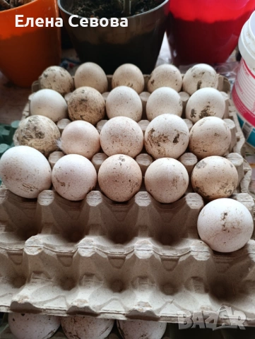 Продавам яйца за люпене от крякащи патици и малки патенца от тях , снимка 3 - Патици и гъски - 54223638