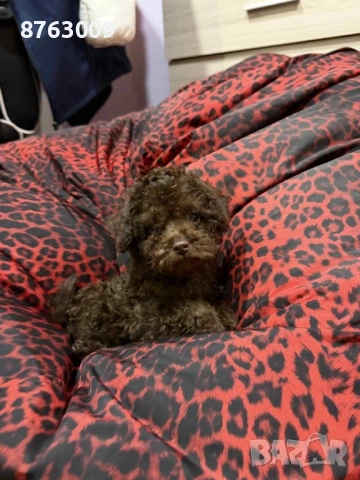 Пудел той , снимка 3 - Пудели - 54287725