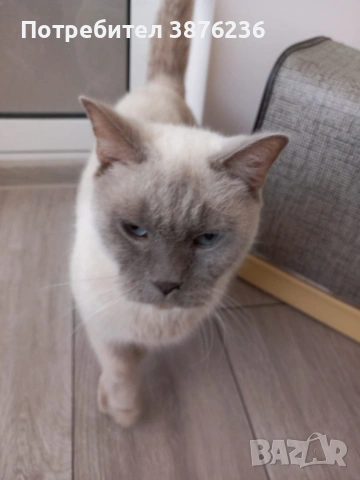 Британска късокосместа Колор пойнт , снимка 7 - Британска късокосместа - 53051504