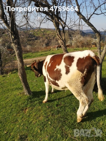 Крава за курбан на третото теле, снимка 3 - Крави - 54115118