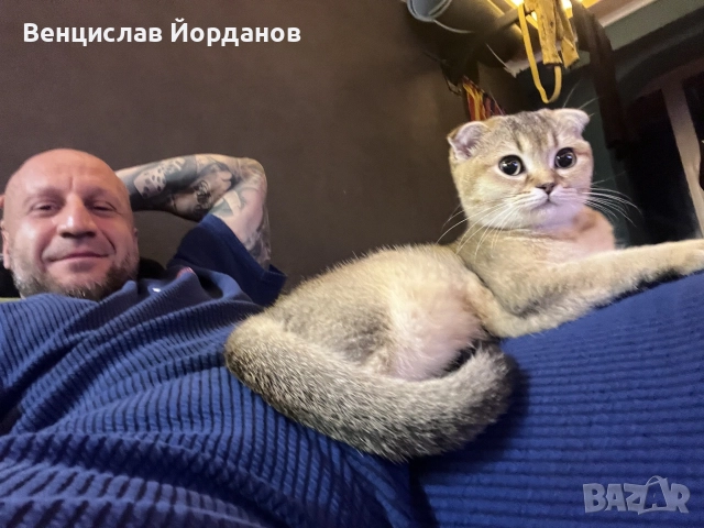 Британски клепоухи чинчили, снимка 10 - Британска късокосместа - 56408736