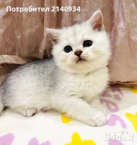 Чистокръвен британски, сръбрена чинчила. Мъжко