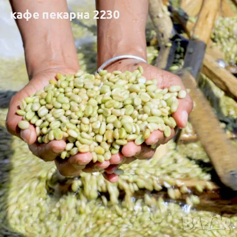 Зелено кафе на зърна сорт арабика от кафе пекарна 2230, снимка 11 - Други - 48320828
