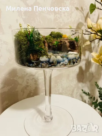 Терариум, снимка 3 - Стайни растения - 50215020