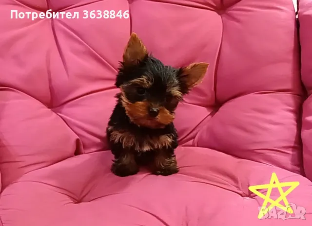 Мини йорки, снимка 5 - Йоркширски териер - 50403358