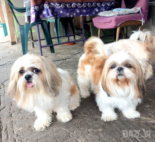 малки кученца порода Ши тцу , снимка 9 - Ши Тцу - 52564552