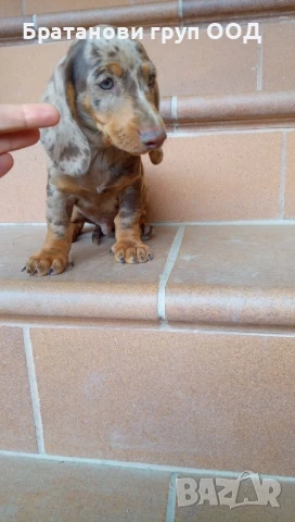 Дакел Шоко мерле, снимка 4 - Дакели - 50862299