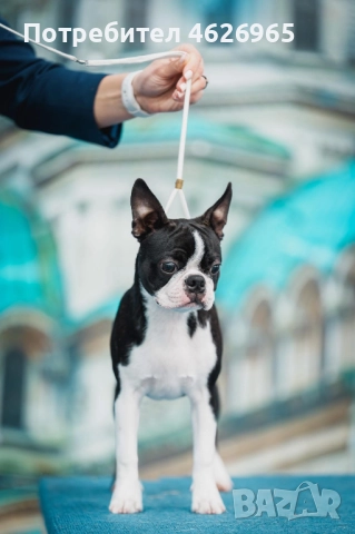 Бостън териер