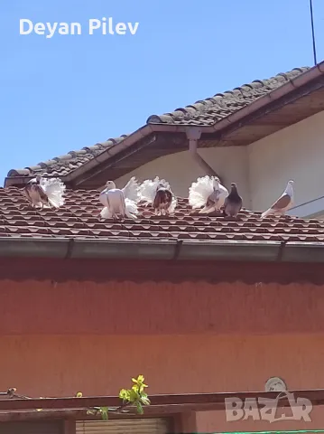 Продавам фенерлии , снимка 2 - Гълъби - 49706167