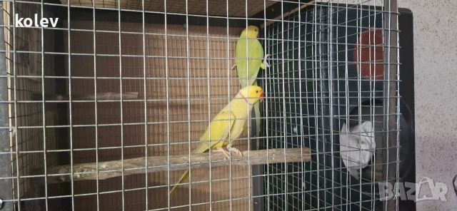 Папагали Малък Александър /двойка, снимка 5 - Папагали - 43090136