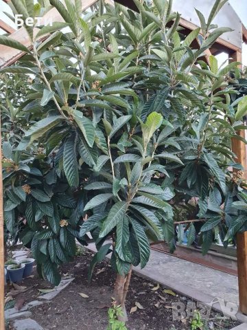 Японска мушмула , снимка 4 - Градински цветя и растения - 31277559