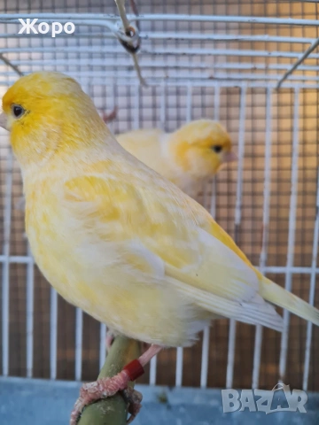 Продавам канари фай фенси , снимка 12 - Канари - 53018067