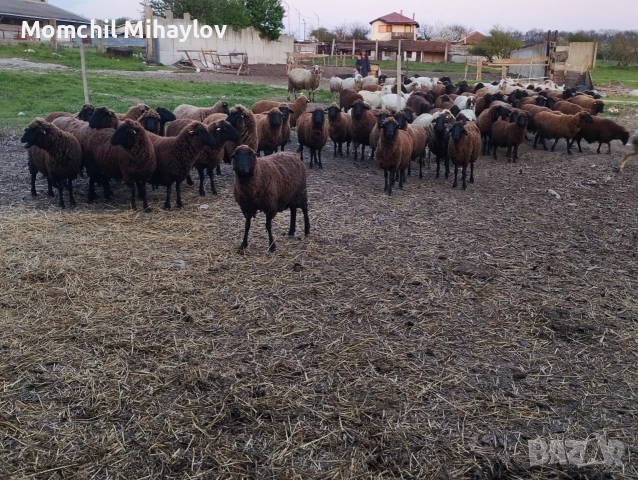 продавам овце , снимка 4 - Овце - 54316868