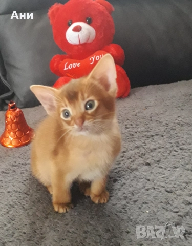 НОВОГОДИШНА ПРОМОЦИЯ.АБИСИНСКО КОТЕНЦЕ