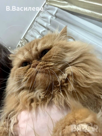 Персийски котета, снимка 10 - Персийска - 53958055
