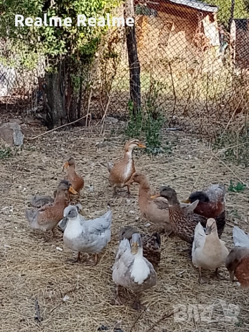 Продавам патици , снимка 4 - други­ - 52297401