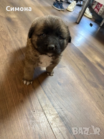 Продавам едно мъжко едно женско  с Радословие 