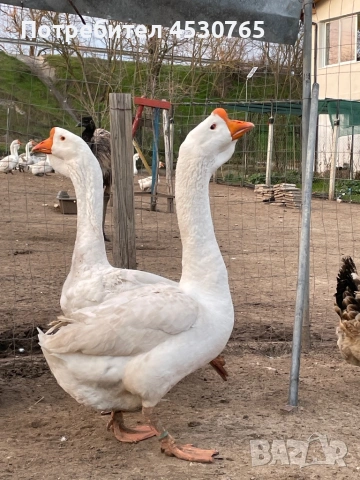 Холмогорски Гъски, снимка 3 - Патици и гъски - 54122292