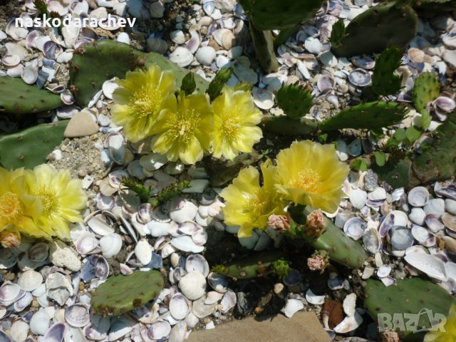 Студоустойчиви кактуси Опунция (Бодлива круша) подходящи за Вашата красива градина, снимка 1 - Градински цветя и растения - 29201767