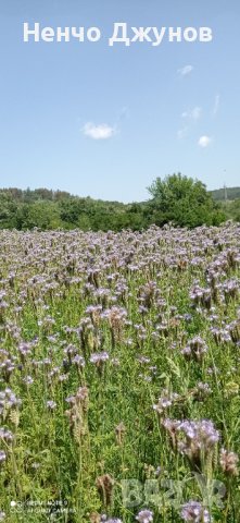 Фацелия - семе, снимка 2 - За пчели - 38050358